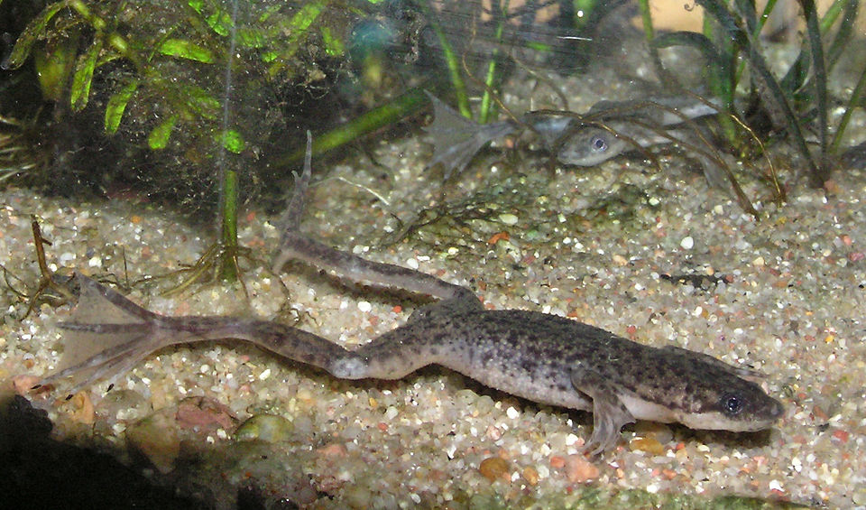 African dwarf frog (Hymenochirus boettgeri)