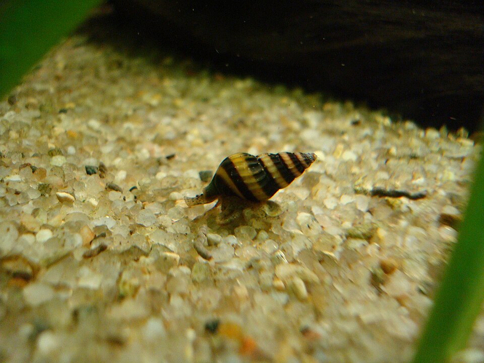 Assassin snail (Anentome helena)