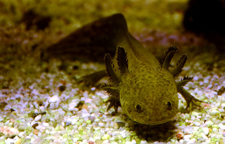Axolotl (Ambystoma mexicanum)