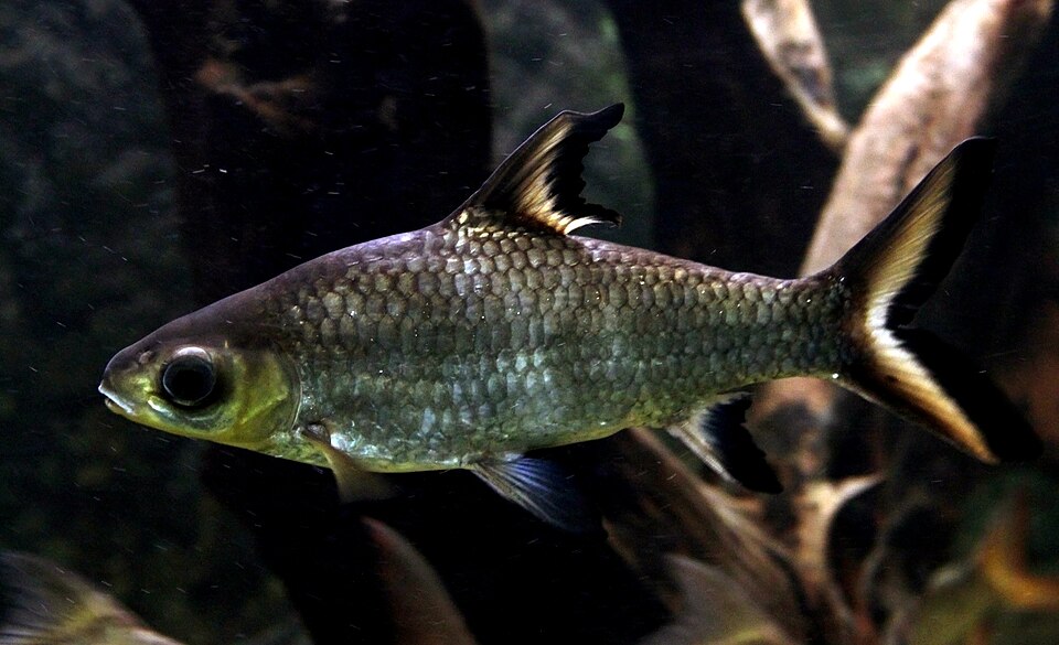 Bala shark (Balantiocheilos melanopterus)