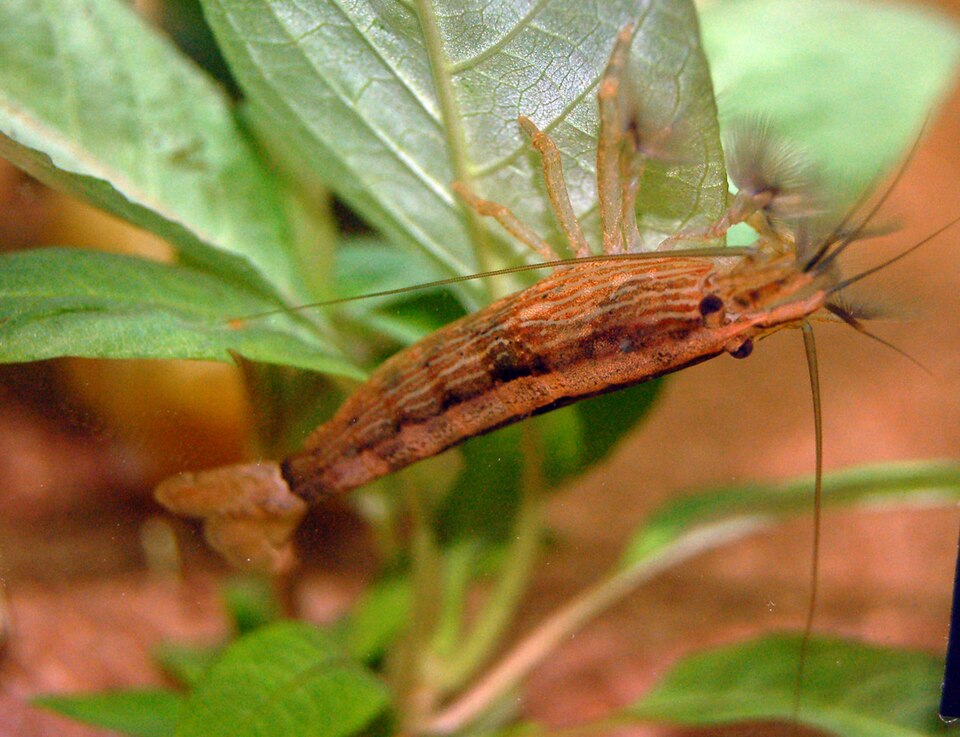 Bamboo shrimp (Atyopsis moluccensis)