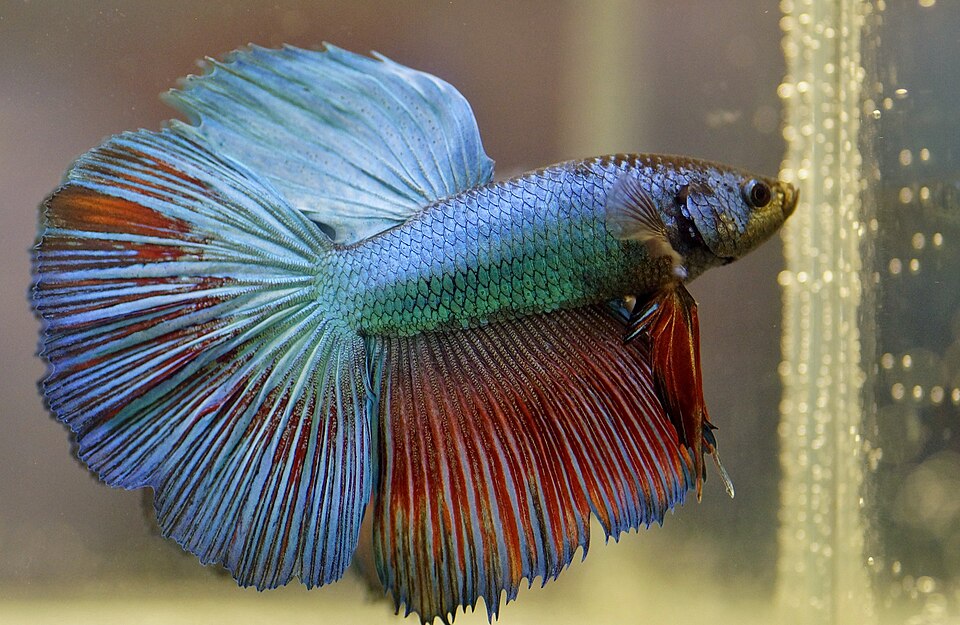 Betta fish (Betta splendens)
