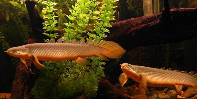 Senegal bichir (Polypterus senegalus)