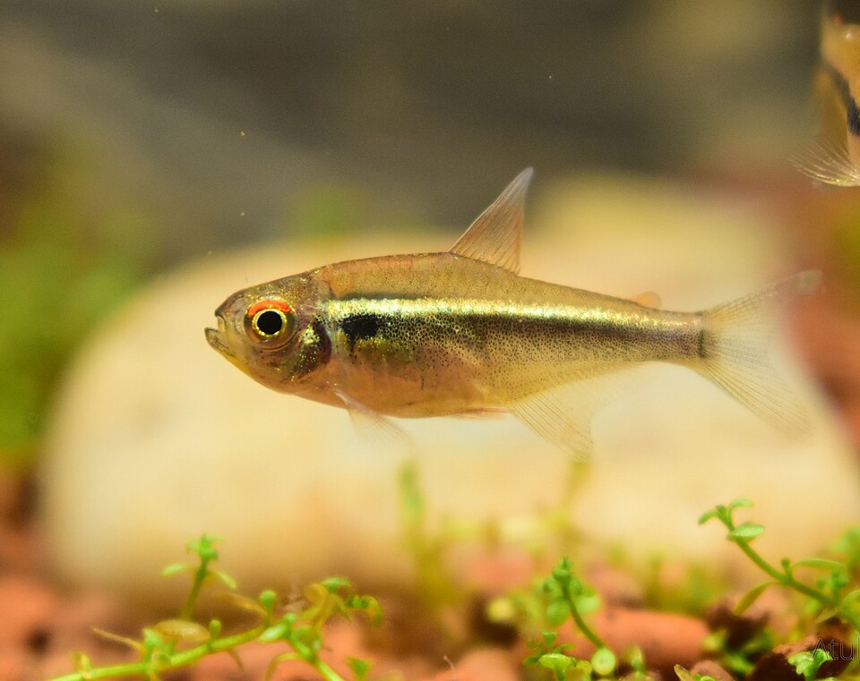 Black neon tetra (Hyphessobrycon herbertaxelrodi)
