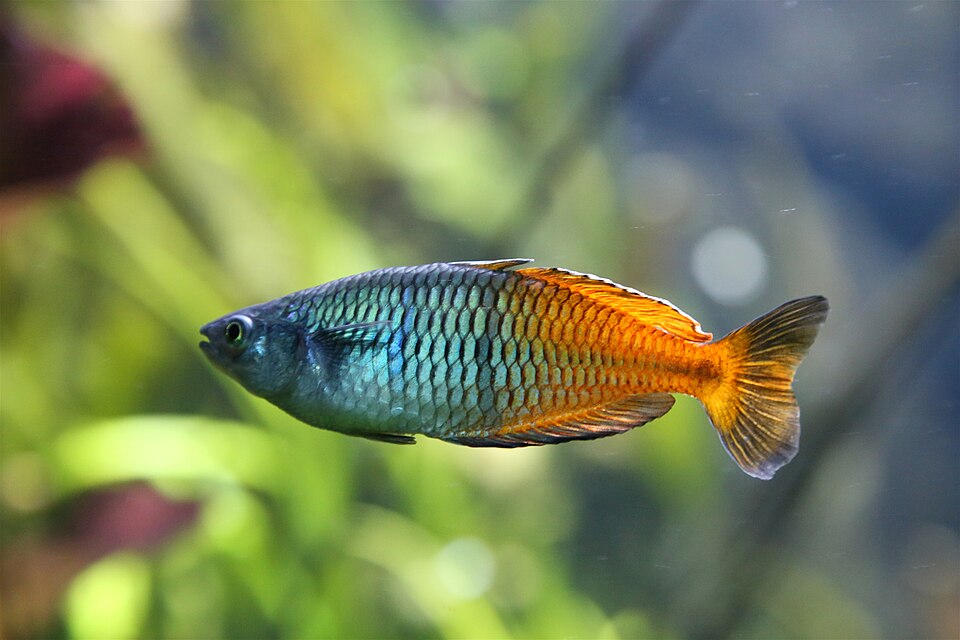 Boesemani rainbowfish (Melanotaenia boesemani)