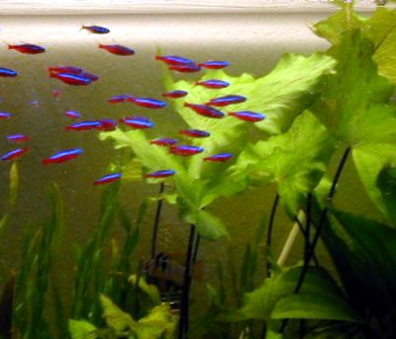 Cardinal tetra (Paracheirodon axelrodi)