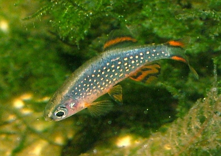 Celestial pearl danio (Danio margaritatus)
