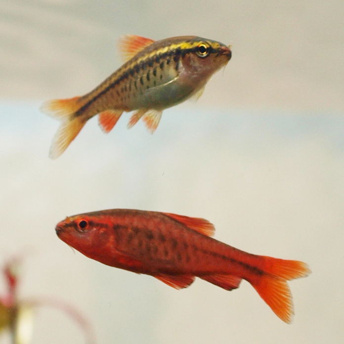 Cherry barb (Puntius titteya)