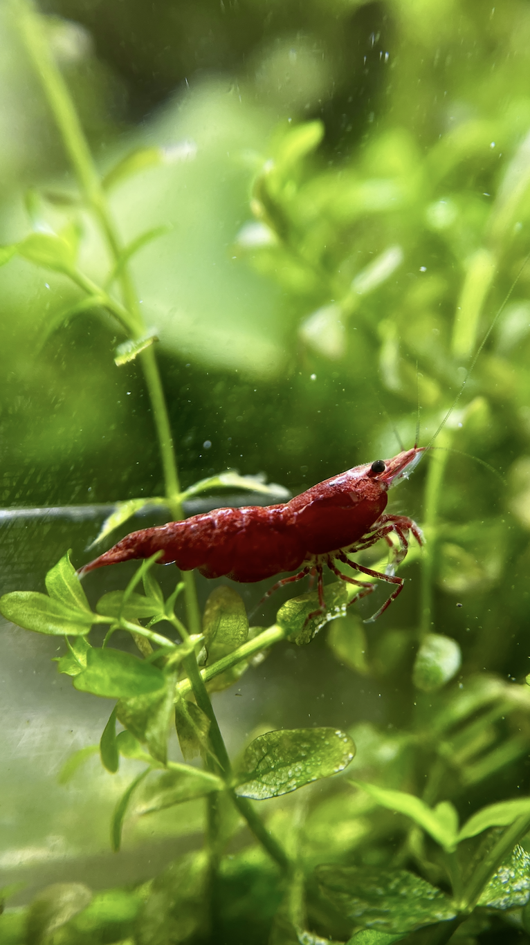 Cherry shrimp (Neocaridina davidi)