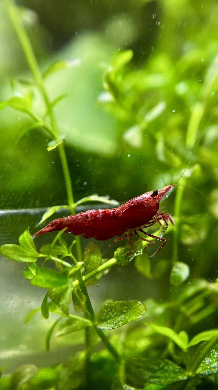 Cherry shrimp (Neocaridina davidi)