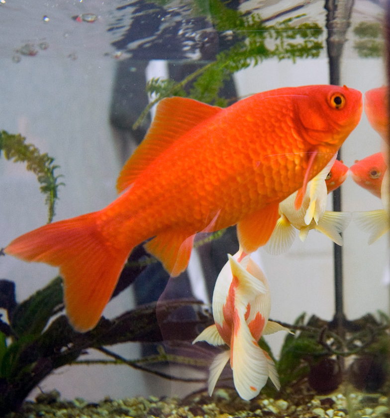 Common goldfish (Carassius auratus)