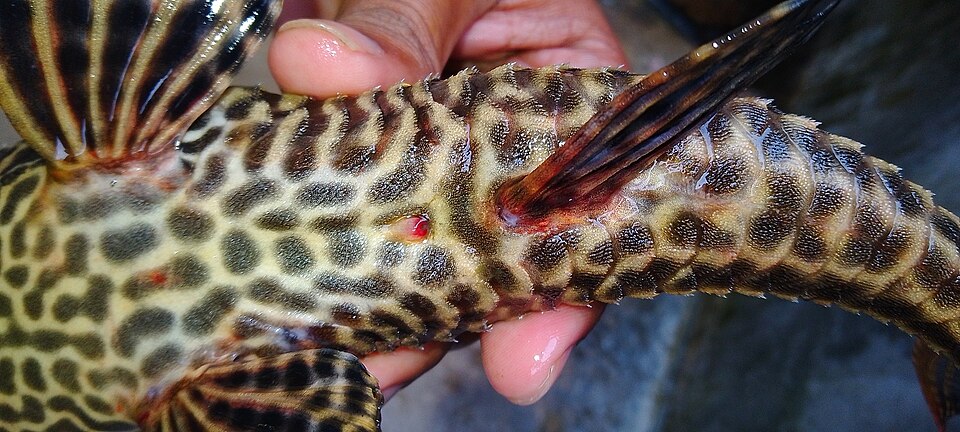 Common pleco (Hypostomus plecostomus)