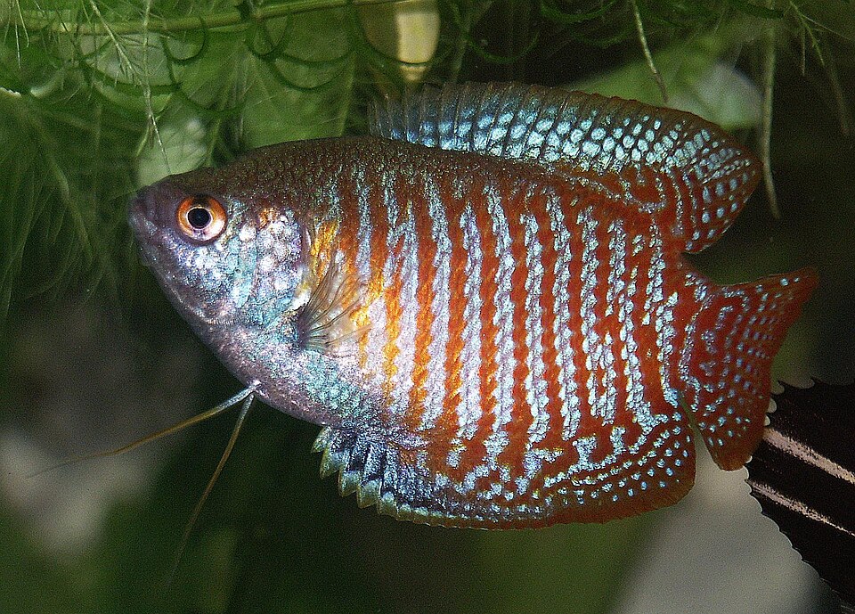 Dwarf gourami (Trichogaster lalius)
