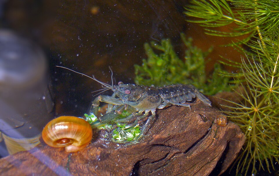 Dwarf Mexican crayfish (Cambarellus patzcuarensis)