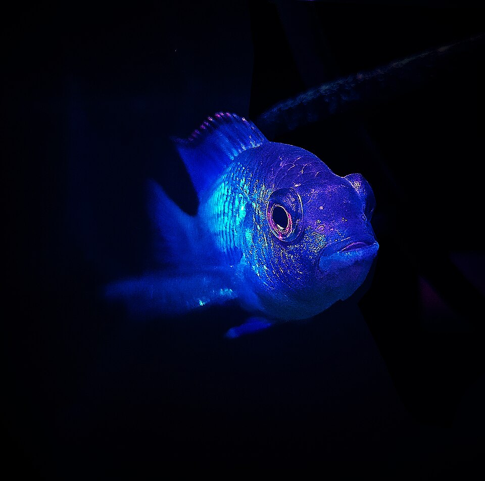 Electric blue acara (Andinoacara pulcher)