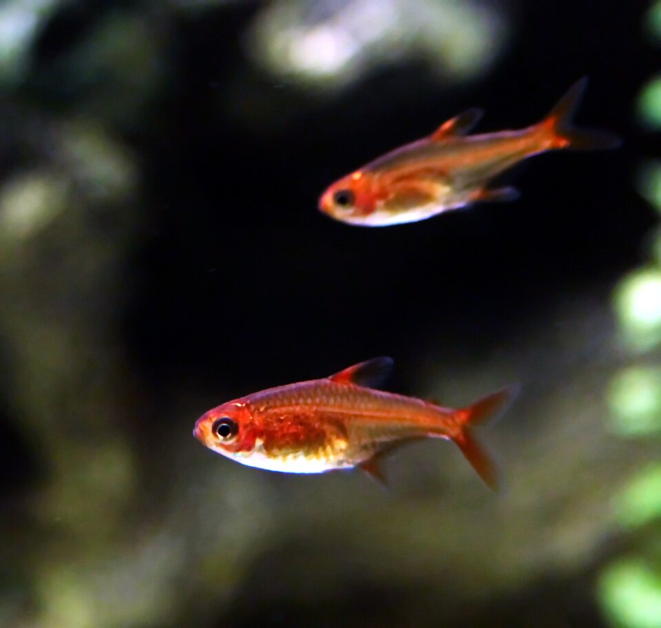 Ember tetra (Hyphessobrycon amandae)