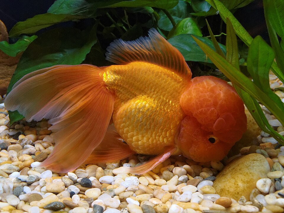 Fancy goldfish (Carassius auratus)