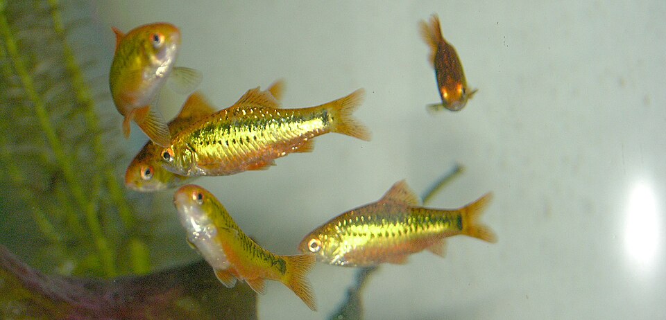 Gold barb (Barbodes semifasciolatus)