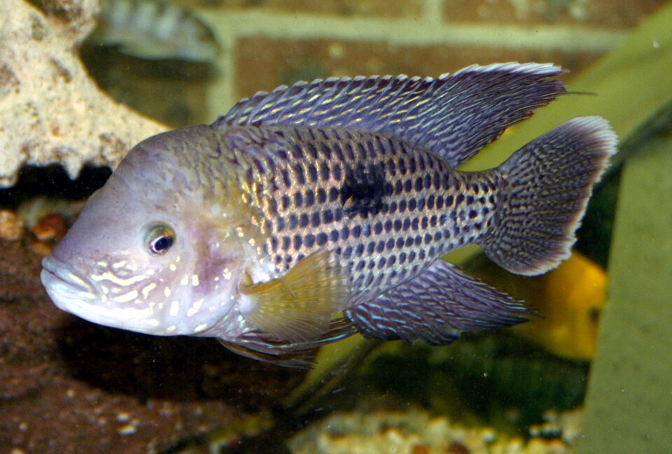 Green terror cichlid (Andinoacara rivulatus)
