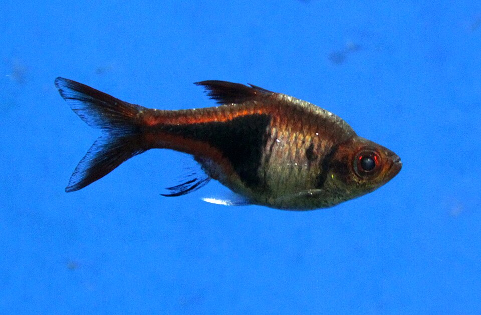 Harlequin rasbora (Trigonostigma heteromorpha)