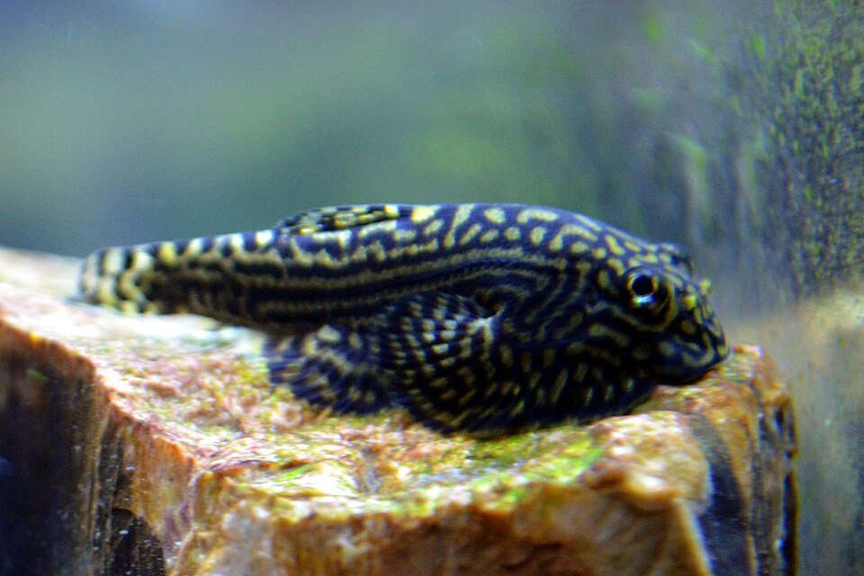 Hillstream loach (Sewellia lineolata)