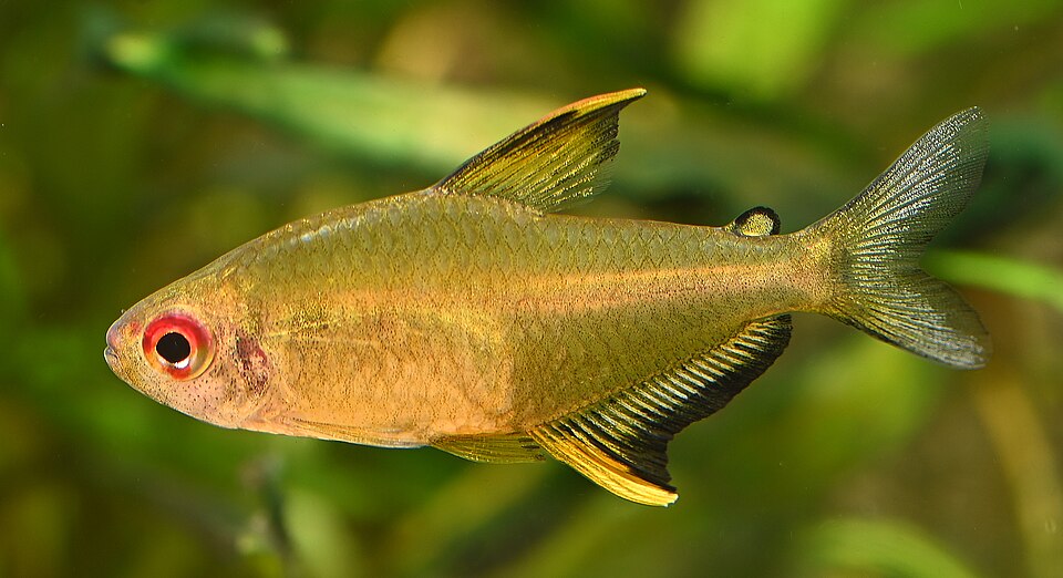 Lemon tetra (Hyphessobrycon pulchripinnis)
