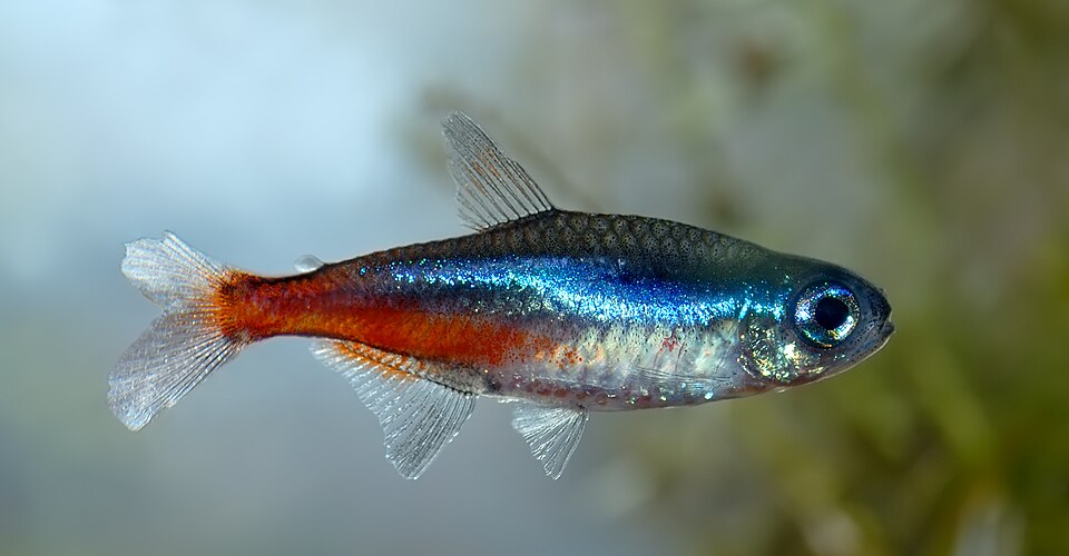 Neon tetra (Paracheirodon innesi)