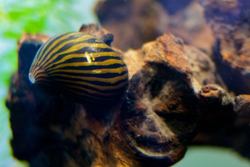 Nerite snail (Vittina natalensis)