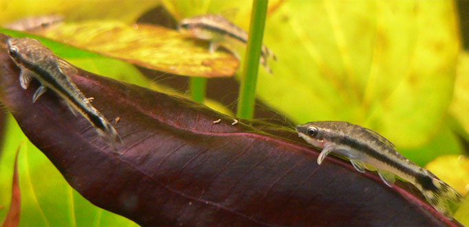Otocinclus catfish (Otocinclus vittatus)