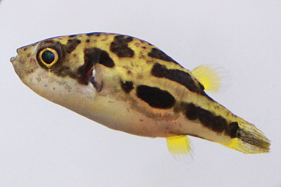 Pea puffer (Carinotetraodon travancoricus)