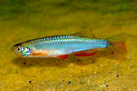 Pearl danio (Danio albolineatus)