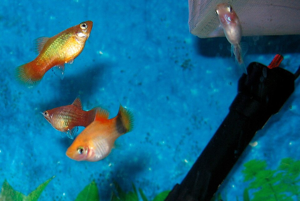 Platy (Xiphophorus maculatus)