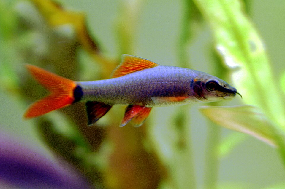Rainbow shark (Epalzeorhynchos frenatum)