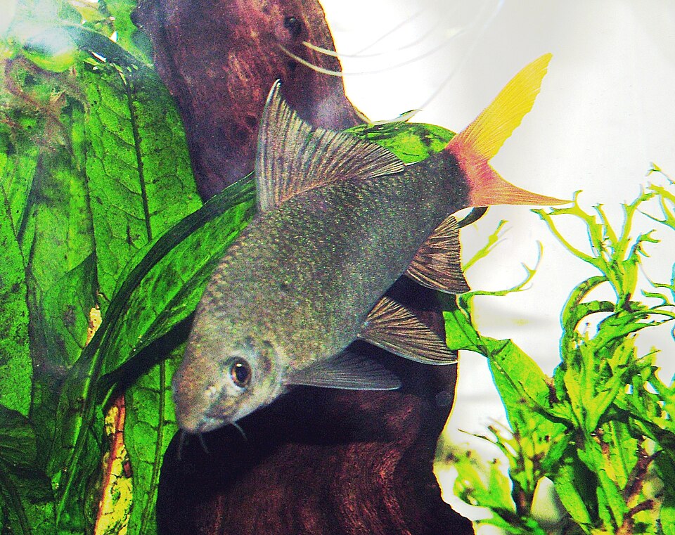 Red tail shark (Epalzeorhynchos bicolor)