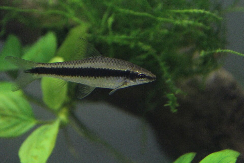 Siamese algae eater (Crossocheilus oblongus)