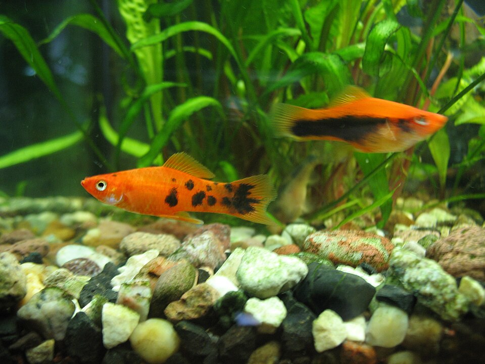 Swordtail (Xiphophorus hellerii)