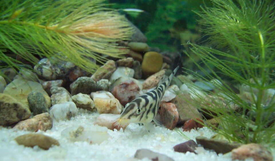 Yoyo loach (Botia almorhae)