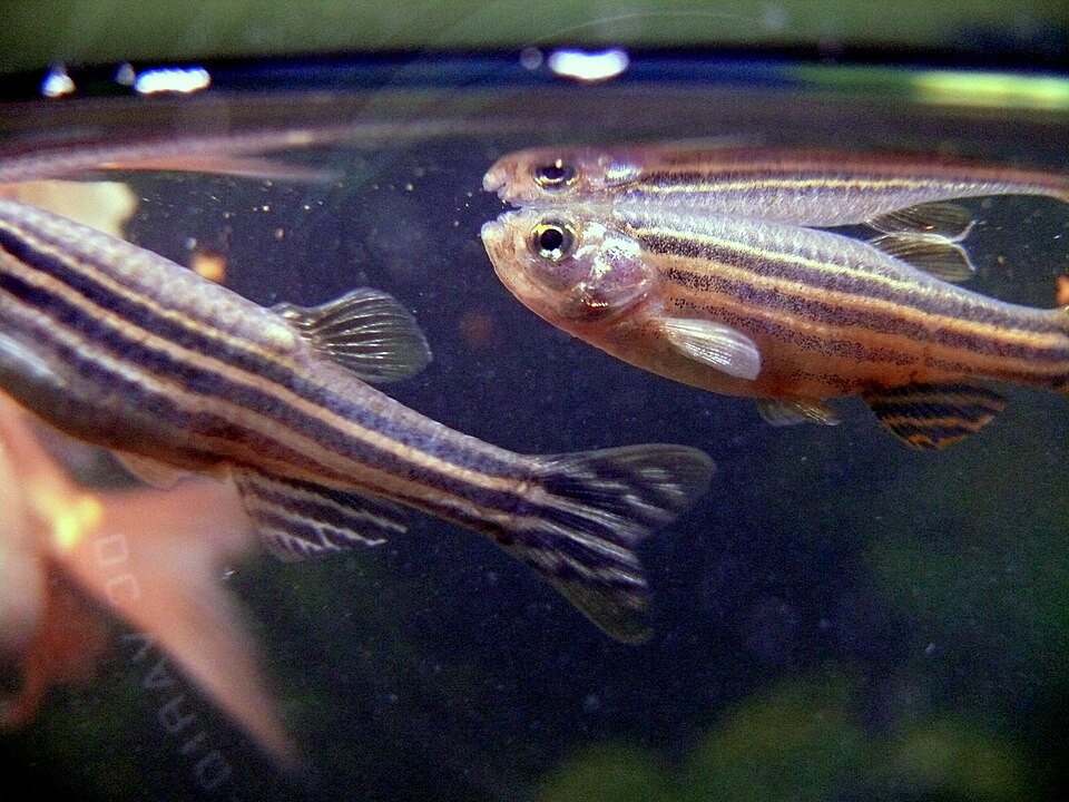 Zebra danio (Danio rerio)